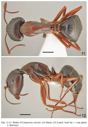 Camponotus oertzeni F11-12.jpg