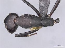 Camponotus somalinus curtior casent0910273 d 1 high.jpg