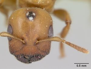 Cladomyrma crypteroniae casent0173918 head 1.jpg