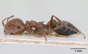 Crematogaster senegalensis casent0173208 profile 1.jpg