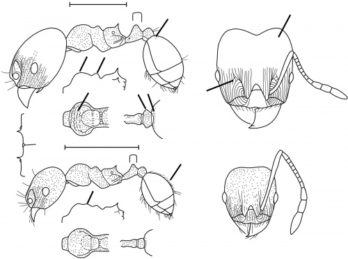 Pheidole geraesensis Wilson 2003.jpg