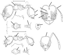 Pheidole potosiana Wilson 2003.jpg