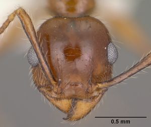 Pheidole titanis casent0104450 head 1.jpg