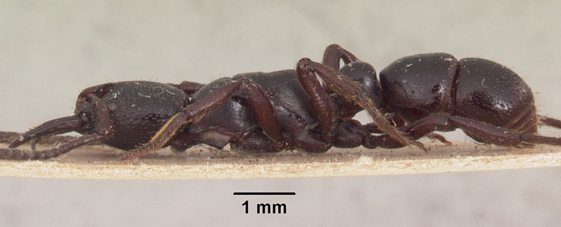 File:Psalidomyrmex reichenspergeri sam-ent-11551 profile 1.jpg