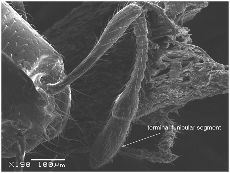 File:Solenopsis elhawagryi Fig 3.jpg