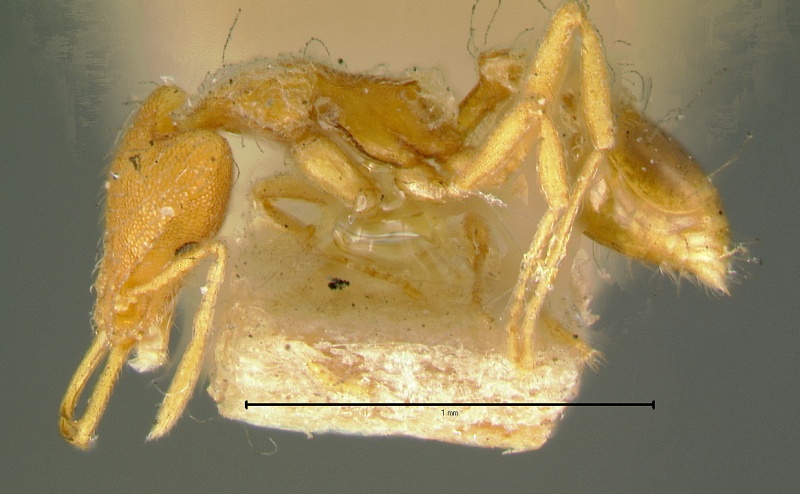 File:Strumigenys-godeffroyiL6.3x.jpg