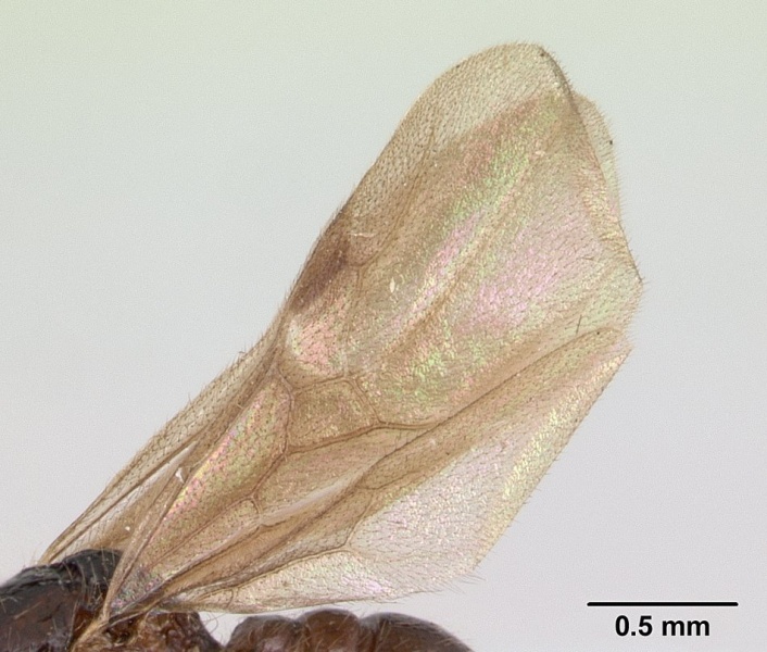 File:Tatuidris tatusia casent0178870 profile 2.jpg