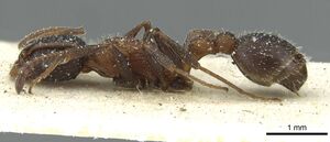 Temnothorax anacanthus casent0912892 p 1 high.jpg