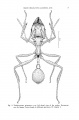 Miocene Ants from Dominican Republic