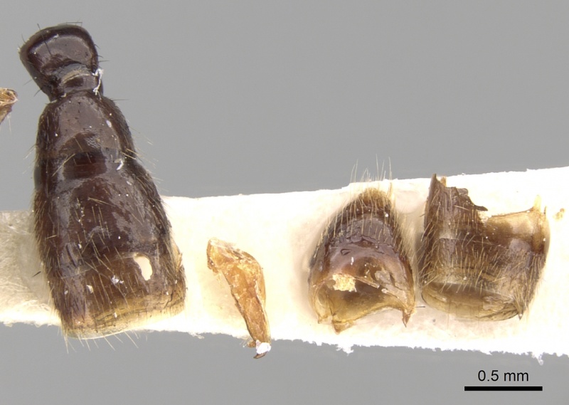 File:Acanthostichus fuscipennis casent0281969 d 2 high.jpg