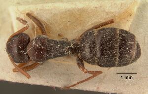 Camponotus auropubens aldabrensis casent0101126 dorsal 1.jpg