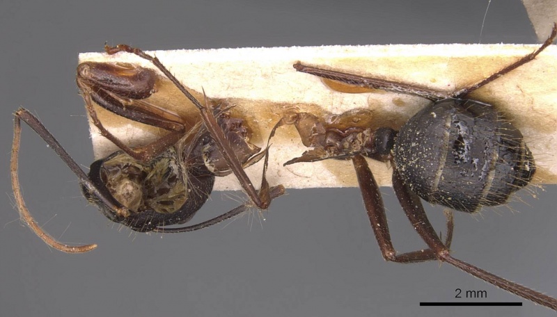 File:Camponotus ionius casent0905287 d 1 high.jpg