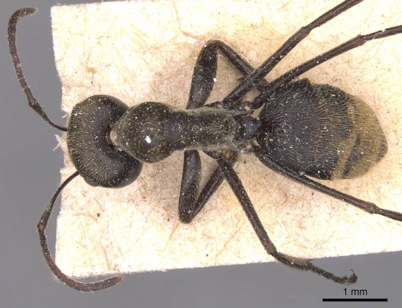 File:Camponotus leonardi casent0905468 d 1 high.jpg