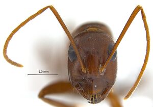 Camponotus turkestanicus antweb1008058 h 2 high.jpg