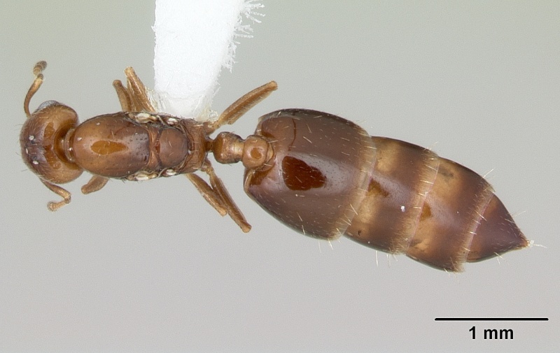 File:Crematogaster nitidiceps casent0173941 dorsal 1.jpg