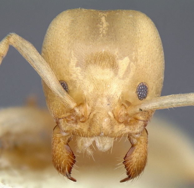 File:Linepithema flavescens casent0106977 head 1.jpg