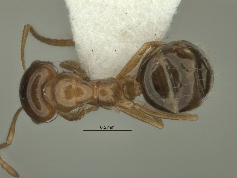 File:Melophorus gracilis major top ANIC32-900209.jpg