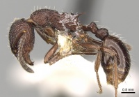 Myrmica hecate P casent0280837.jpg