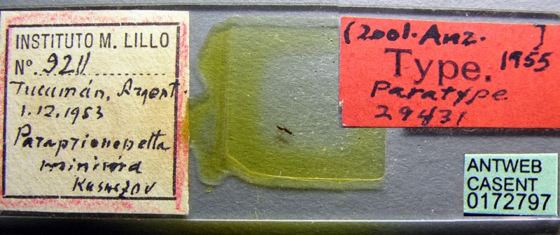 File:Paraprionopelta minima casent0172797 label 1.jpg