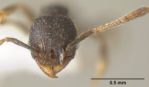 Pheidole carinote jtlc000014049 h 1 high.jpg