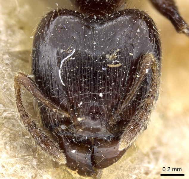 File:Pheidole nigella casent0904379 h 1 high.jpg