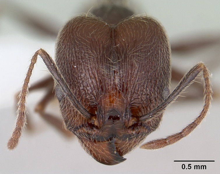 File:Pheidole obscurior casent0178039 head 1.jpg