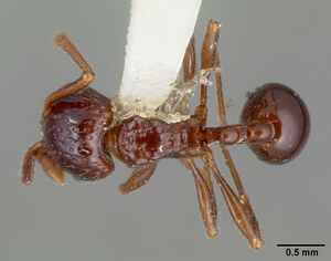 Pristomyrmex quadridens castype06941 dorsal 1.jpg