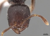 Rogeria procera H casent0280814.jpg