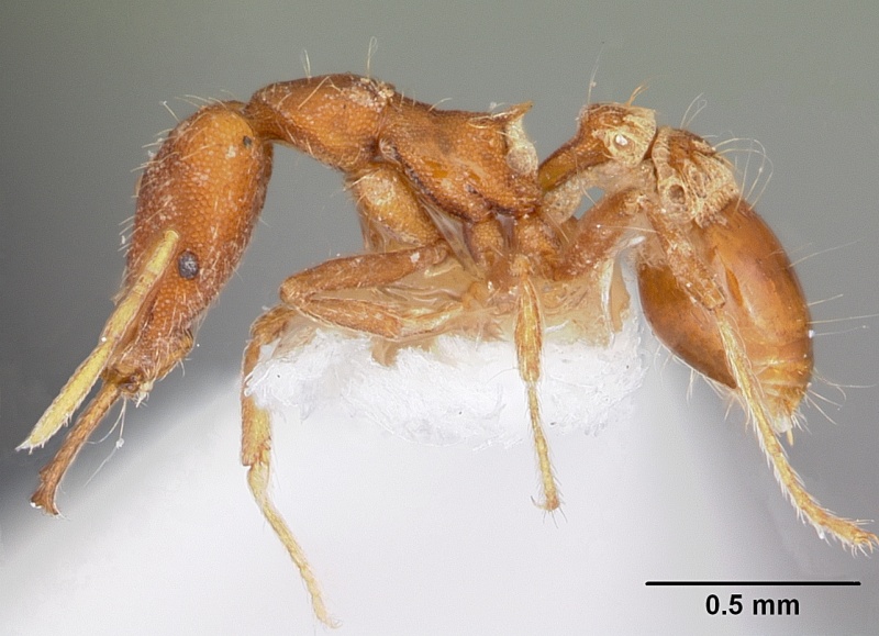 File:Strumigenys asrochia casent0102633 profile 1.jpg