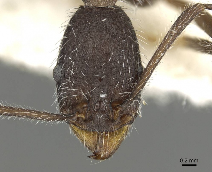 File:Aphaenogaster espadaleri casent0915436 h 1 high.jpg