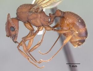 Aphaenogaster treatae casent0103608 profile 1.jpg