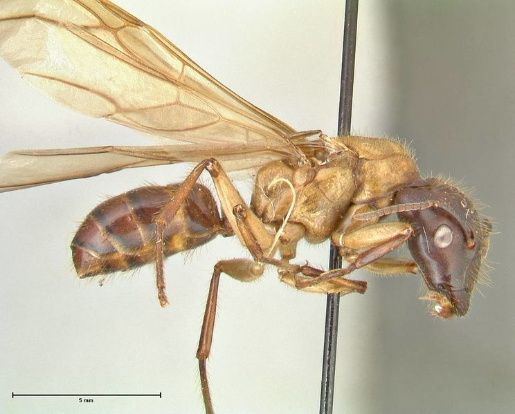 File:Camponotus dracocephalus focol2399 p 2 high.jpg