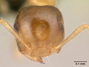 Crematogaster rasoherinae casent0179558 head 1.jpg