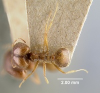 MCZ-ENT00020652 Pheidole schultzei had.jpg