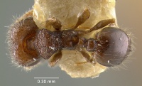 MCZ-ENT00020777 Pheidole mendicula had.jpg