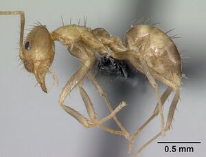 Paratrechina madagascarensis casent0132934 profile 1.jpg