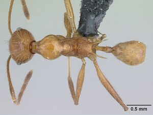 Pheidole ajax casent0178235 dorsal 1.jpg