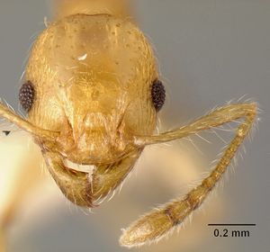 Pheidole amabilis casent0610089 head 1.jpg