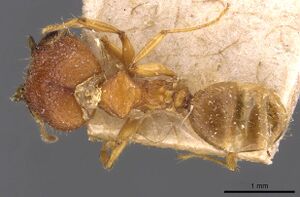 Pheidole upeneci casent0907773 d 1 high.jpg