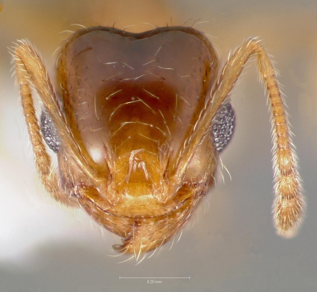 File:Pheidole yaqui casent0005776 head 1.jpg