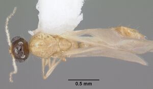 Solenopsis corticalis casent0104499 dorsal 1.jpg