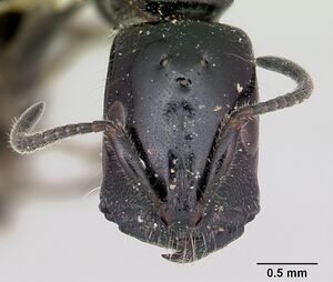 Tetraponera nigra casent0103314 head 1.jpg