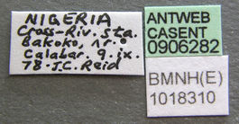 Anoplolepis tenella casent0906282 l 1 high.jpg