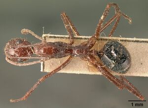 Camponotus imitator resinicola casent0101119 dorsal 1.jpg