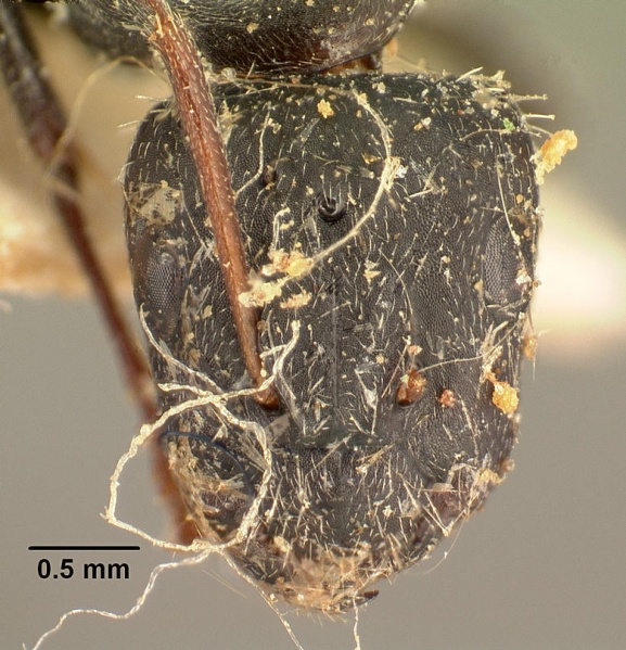 File:Camponotus niveosetosus madagascarensis casent0101207 head 1.jpg