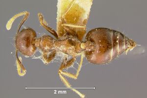 Crematogaster-semperiD3.2.jpg