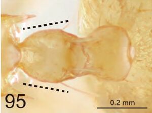 Crematogaster suehiro petiole.jpg