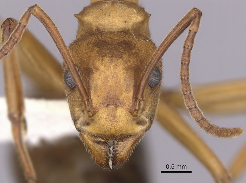 File:Dolichoderus doloniger casent0249648 h 1 high.jpg