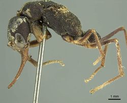 Harpegnathos venator rugosus hal.jpg