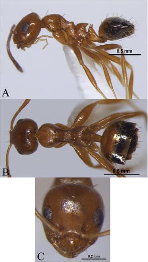 Harshana, A., Dey, D. 2022. Taxonomic studies on the ant genus Lepisiota in India with description of four new species (10.1080@00305316.2022.2125096), Fig. 1.jpg